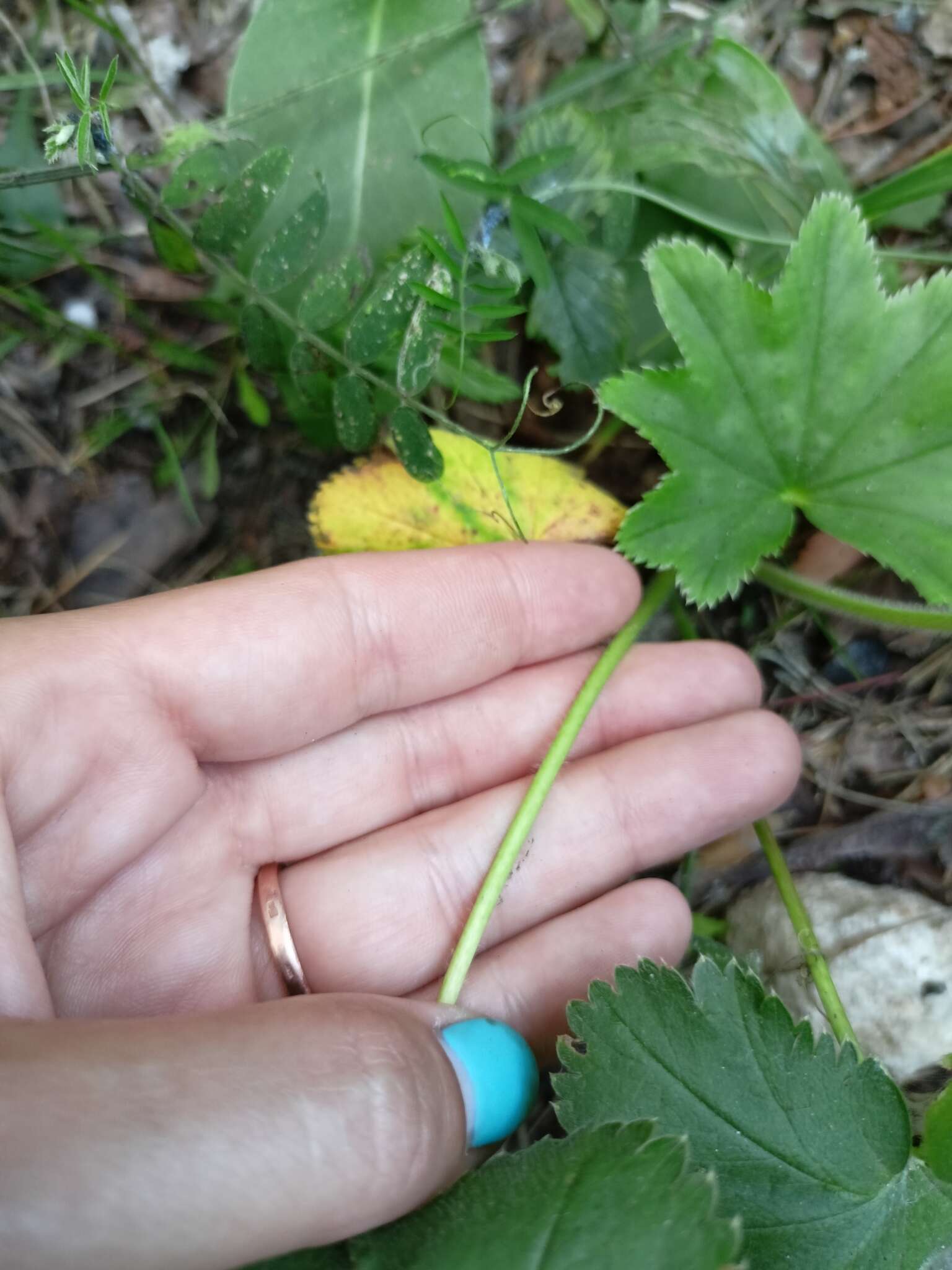 Image of Alchemilla ventiana V. N. Tichomirov