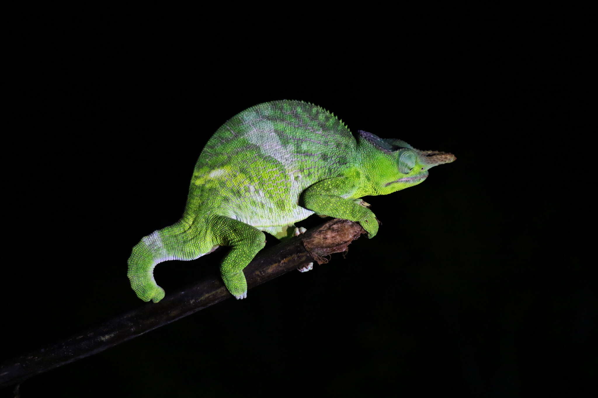 Image of Giant East Usambara Blade-horned Chameleon