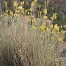 Imagem de Ericameria nauseosa var. juncea (Greene) G. L. Nesom & G. I. Baird