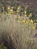 Image of Ericameria nauseosa var. juncea (Greene) G. L. Nesom & G. I. Baird