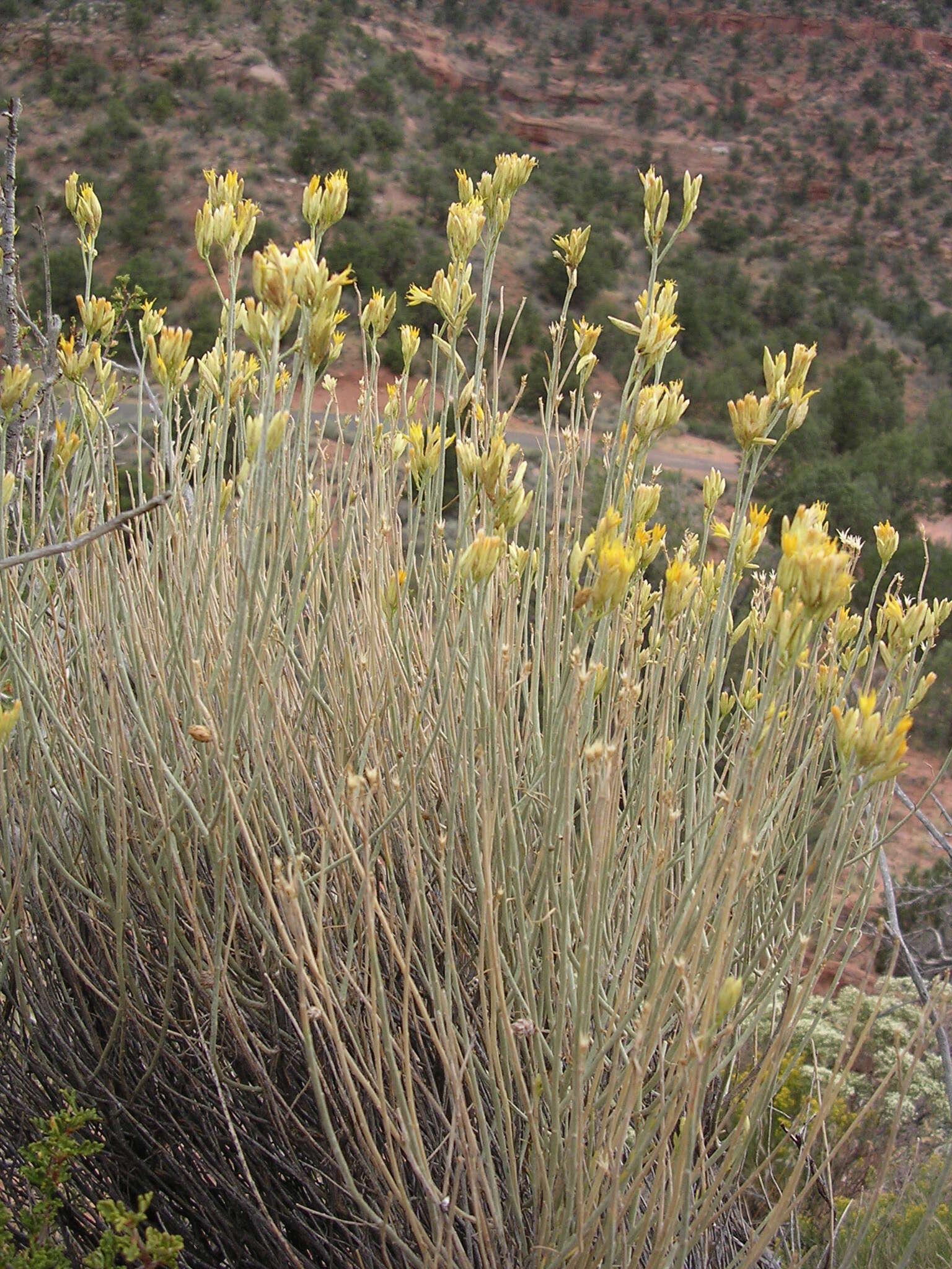 Image of Ericameria nauseosa var. juncea (Greene) G. L. Nesom & G. I. Baird