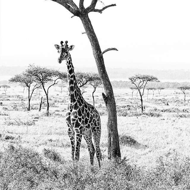 Image of Giraffes