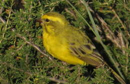Image of Yellow Canary