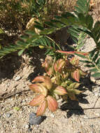 Image of Pomona milkvetch