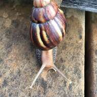 Image of Achatina fulica