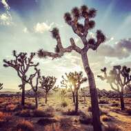 Image of Joshua tree