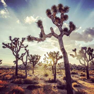 Слика од Yucca brevifolia Engelm.