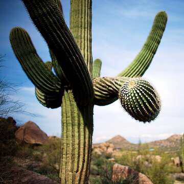 Image of saguaro