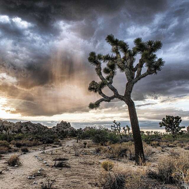 Image of Joshua tree