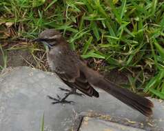 Image of Mimus longicaudatus longicaudatus Tschudi 1844