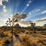 Image of Joshua tree