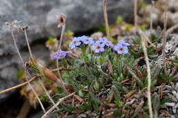 صورة Eritrichium nanum var. aretioides (Cham.) Herder