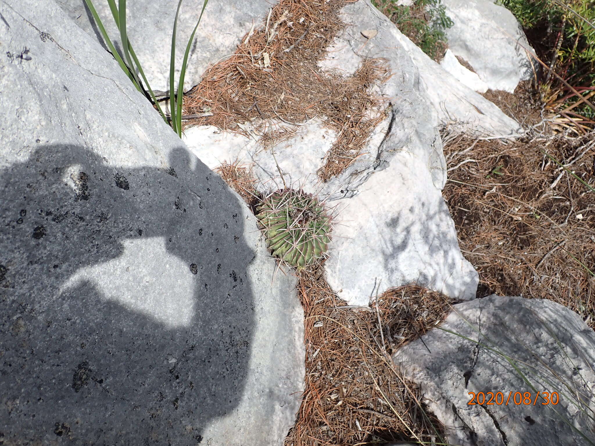 Image of Stenocactus obvallatus (DC.) A. Berger