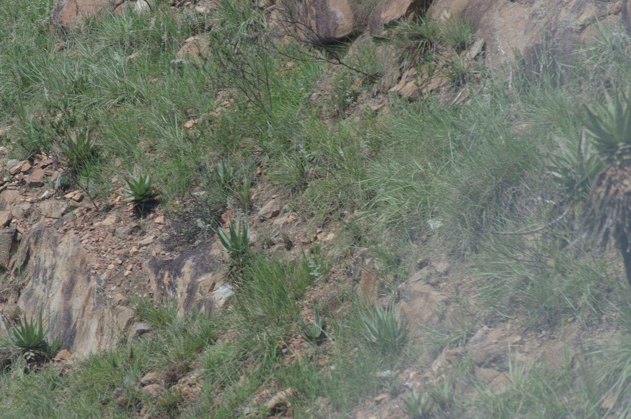 Image of Aloe lineata (Aiton) Haw.