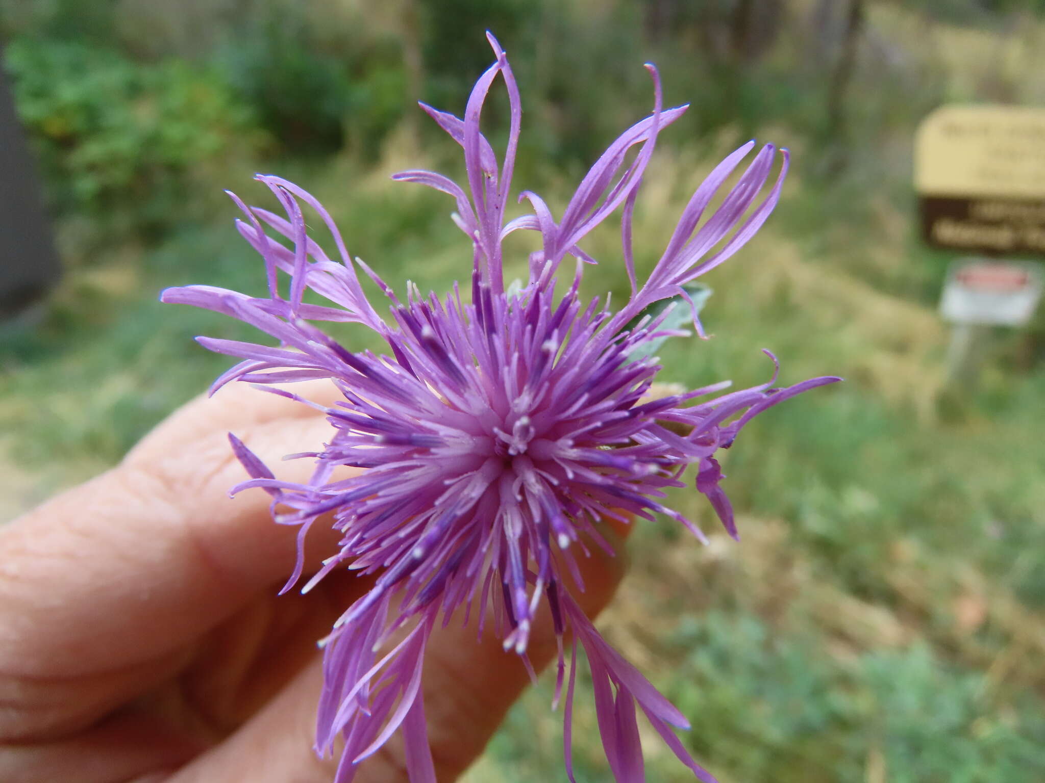 Image of <i>Centaurea gerstlaueri</i>