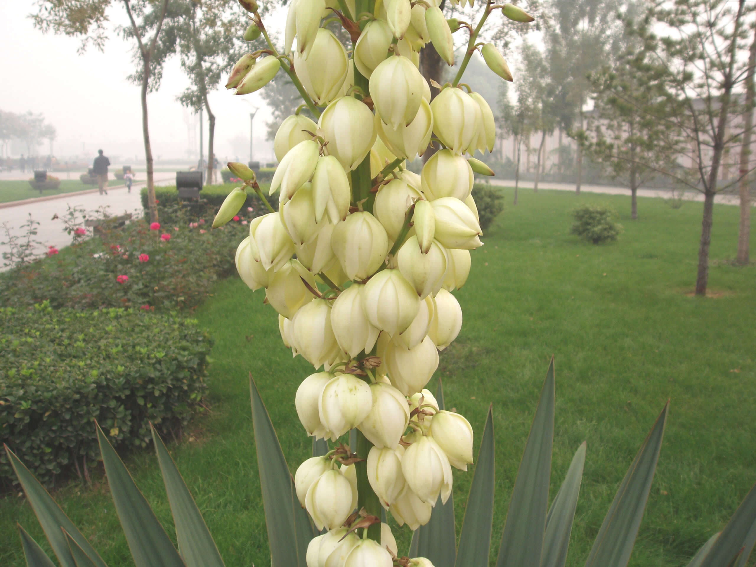 Image of curve-leaf yucca