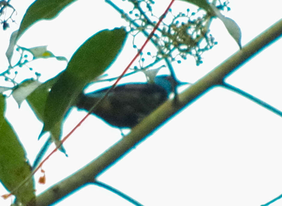 Image of Scarlet-thighed Dacnis