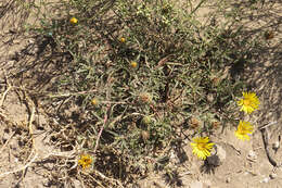 Image of Grindelia scorzonerifolia Hook. & Arn.