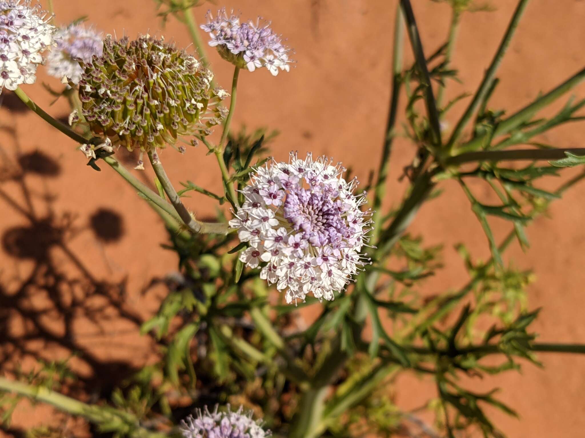 Imagem de Trachymene glaucifolia (F. Müll.) Benth.