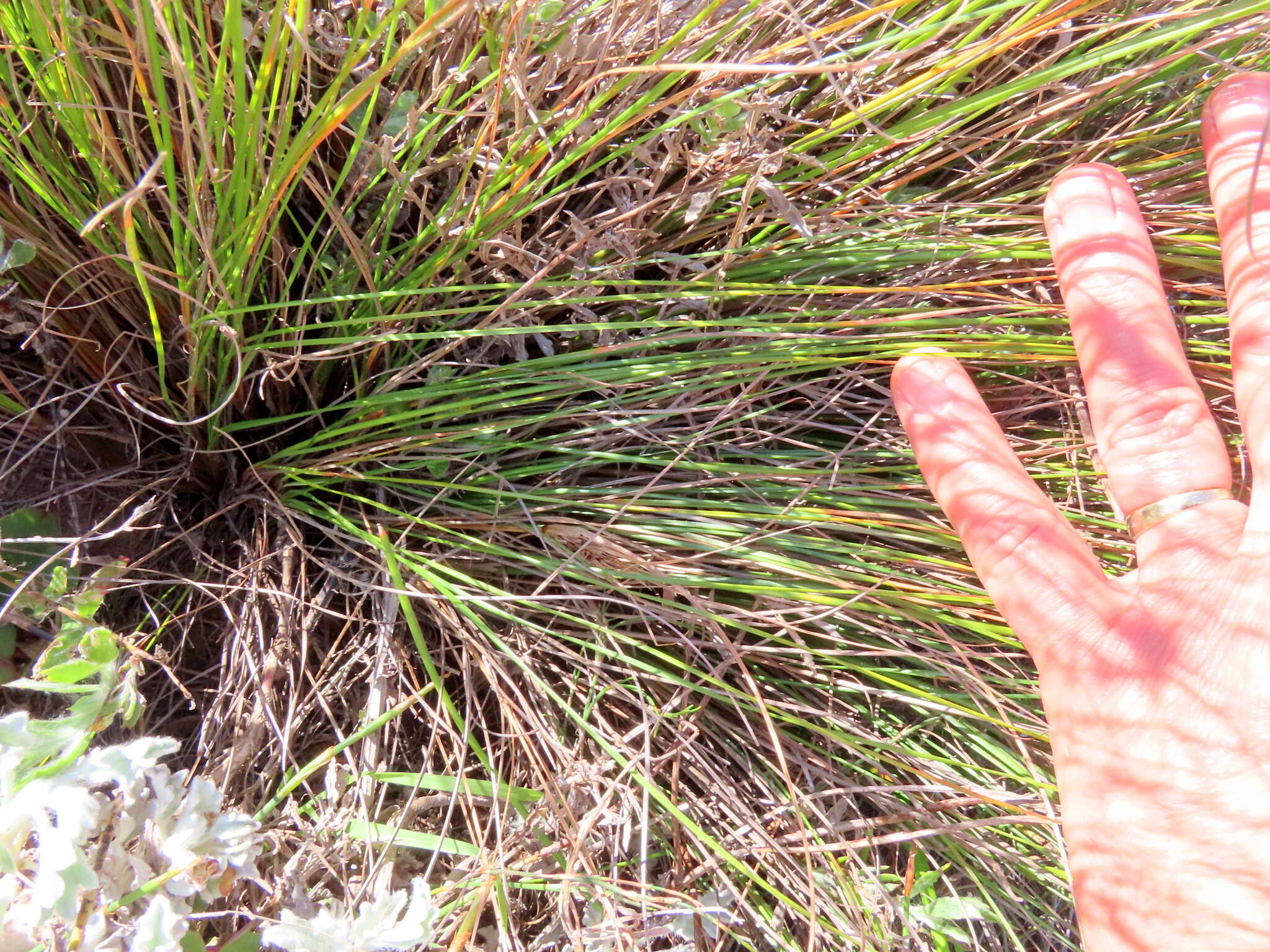 Image of Schoenus graminifolius (Levyns) T. L. Elliott & Muasya