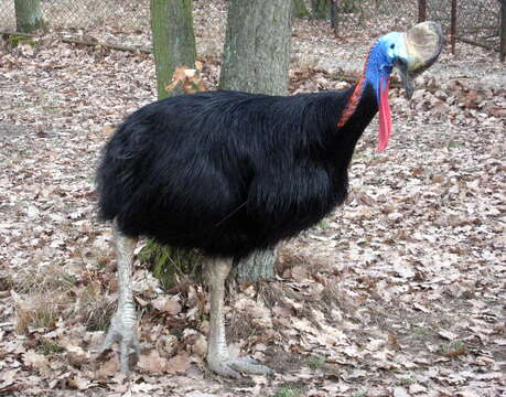 Image of Southern Cassowary