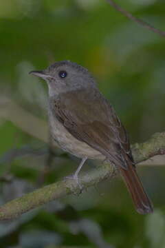 Image of Matinan Blue Flycatcher