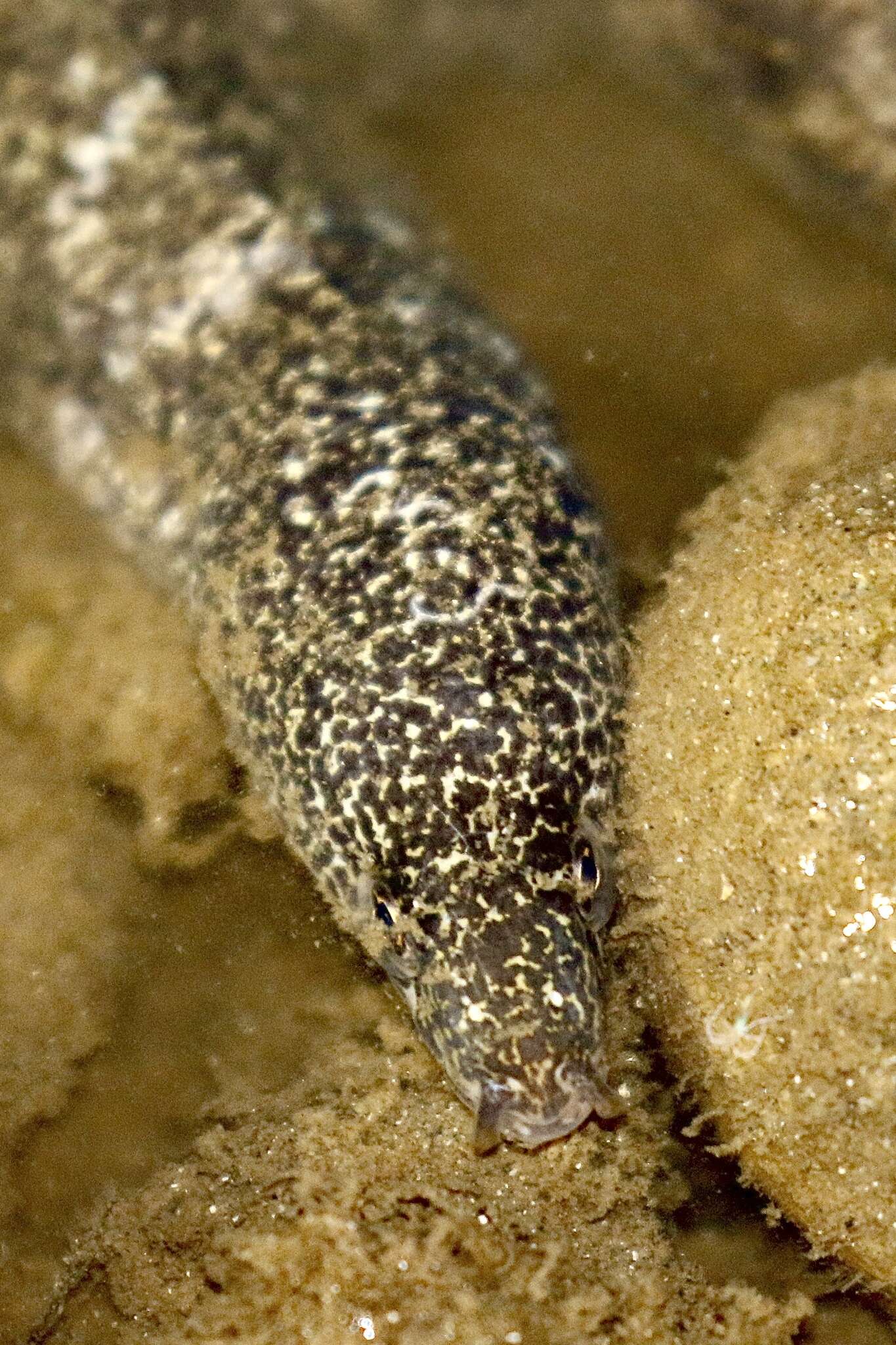 Image of Bar-cheeked eel