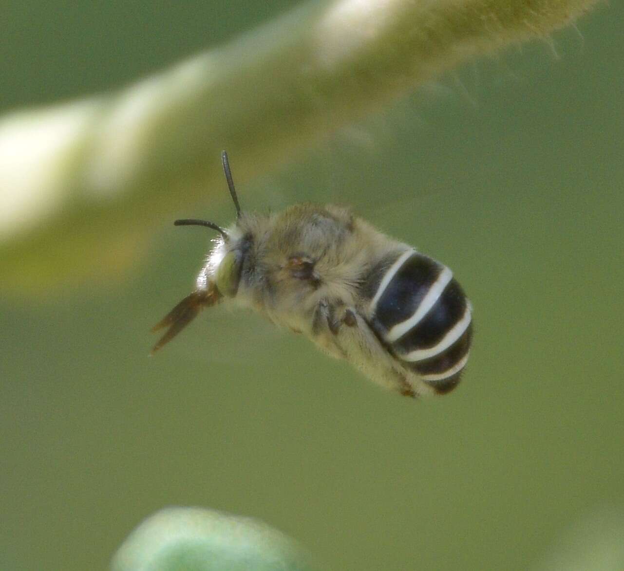 Image of California Anthophora