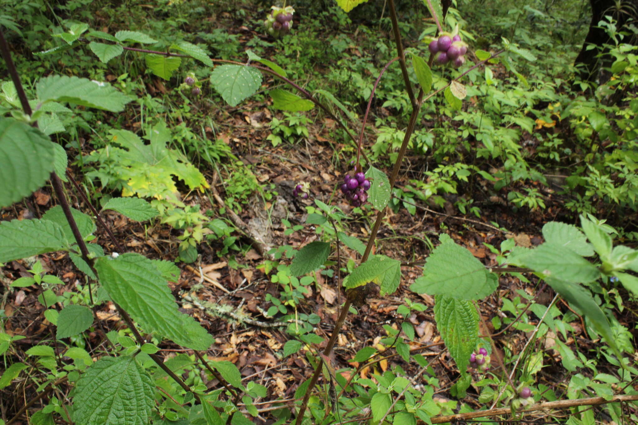 Image of Lantana hirta Graham