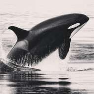 Image of killer whale