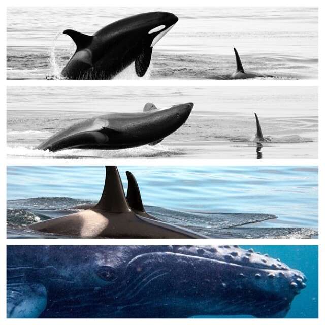 Image of killer whale