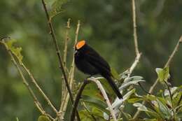 Image of Flame-crested Tanager