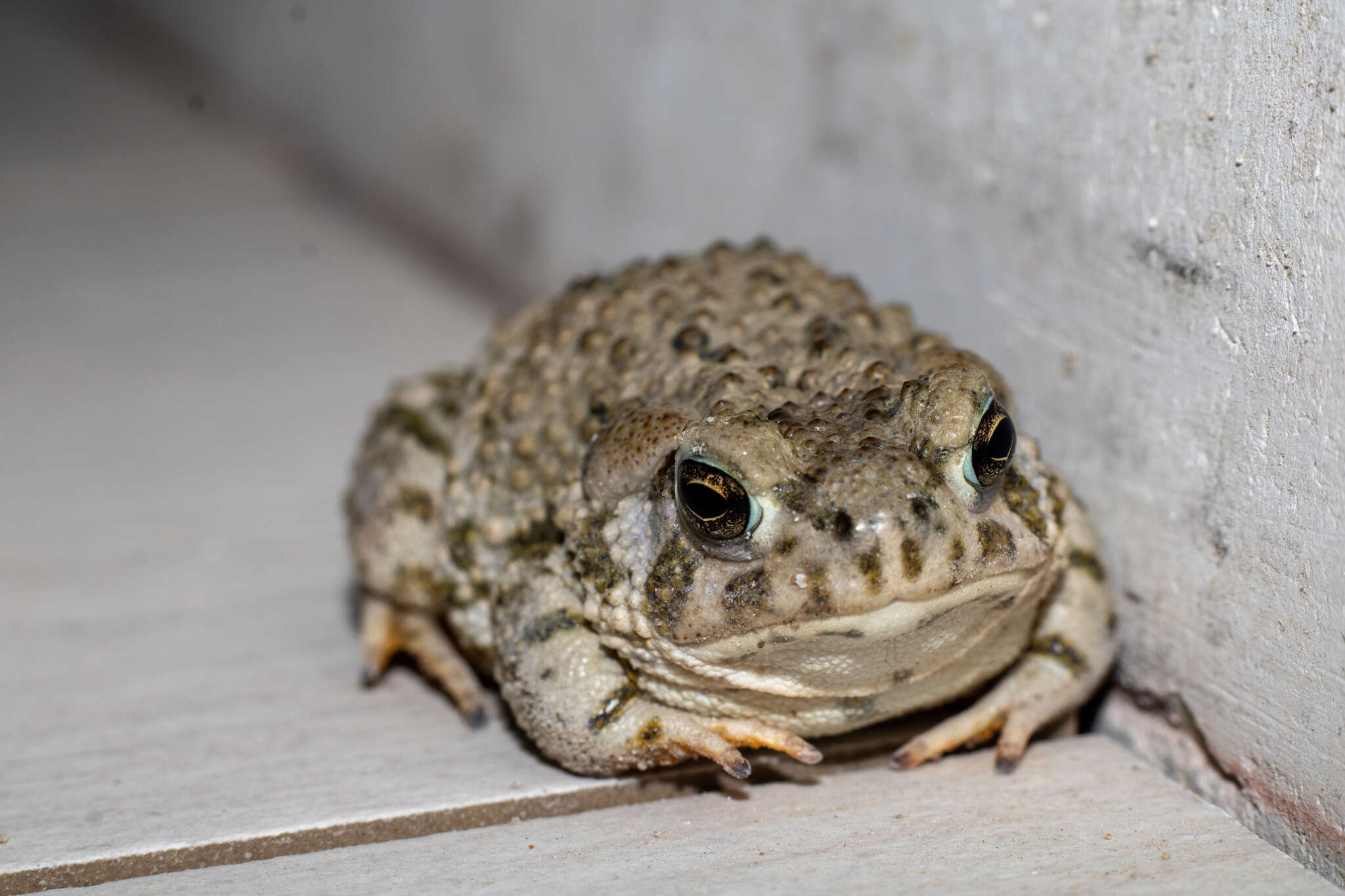 Image of Plateau toad