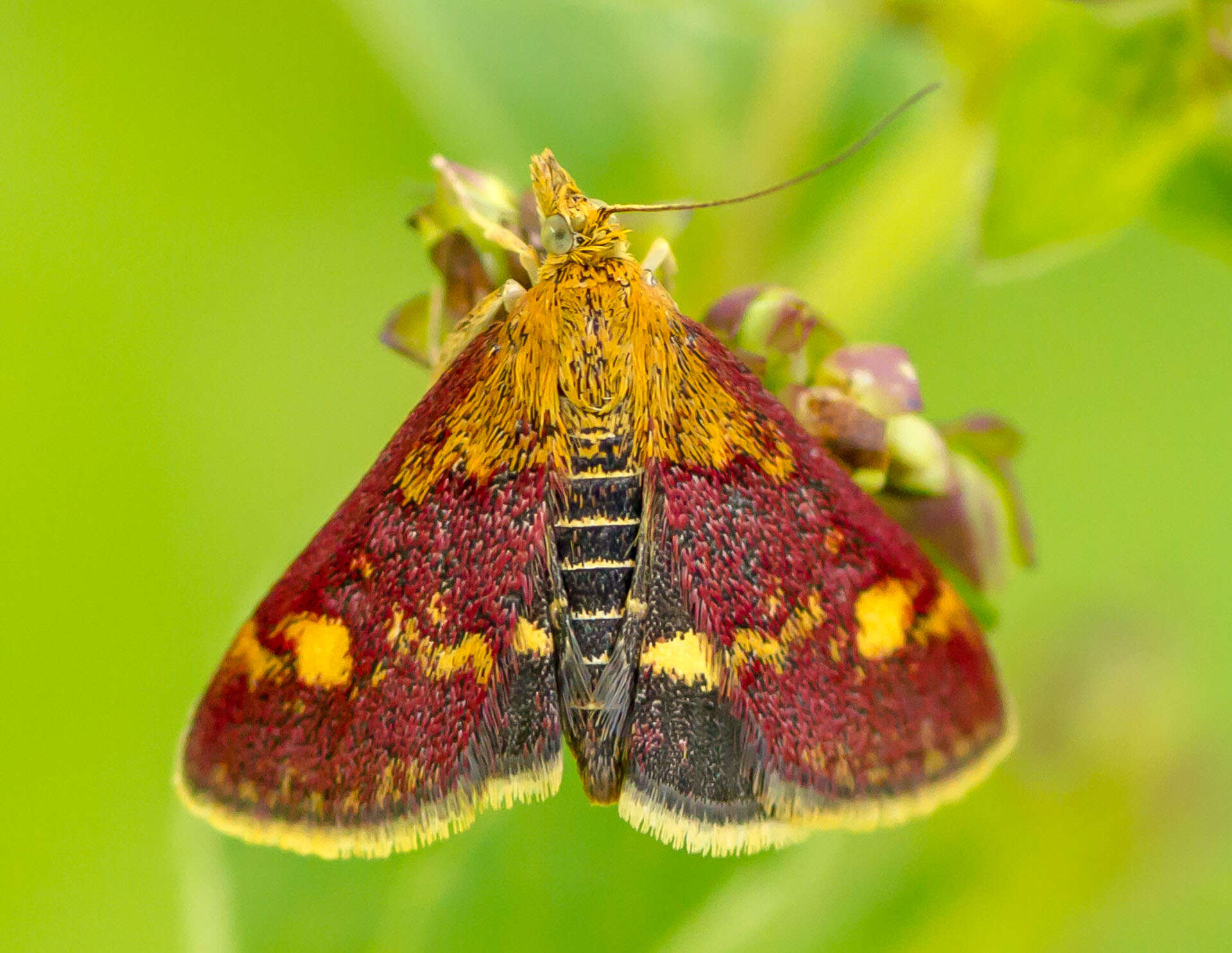 Image of Mint moth