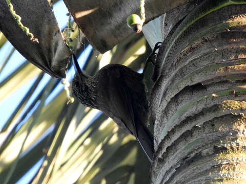 Image of Planalto Woodcreeper