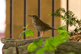 Image of Song Thrush