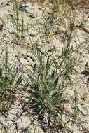 Image of anglestem buckwheat