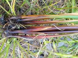 Image of Juncus amabilis Edgar