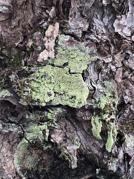 Image of Ropalospora viridis (Tønsberg) Tønsberg