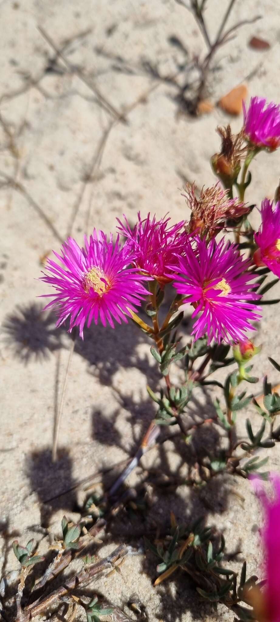 Image of Lampranthus stenopetalus (L. Bol.) N. E. Br.