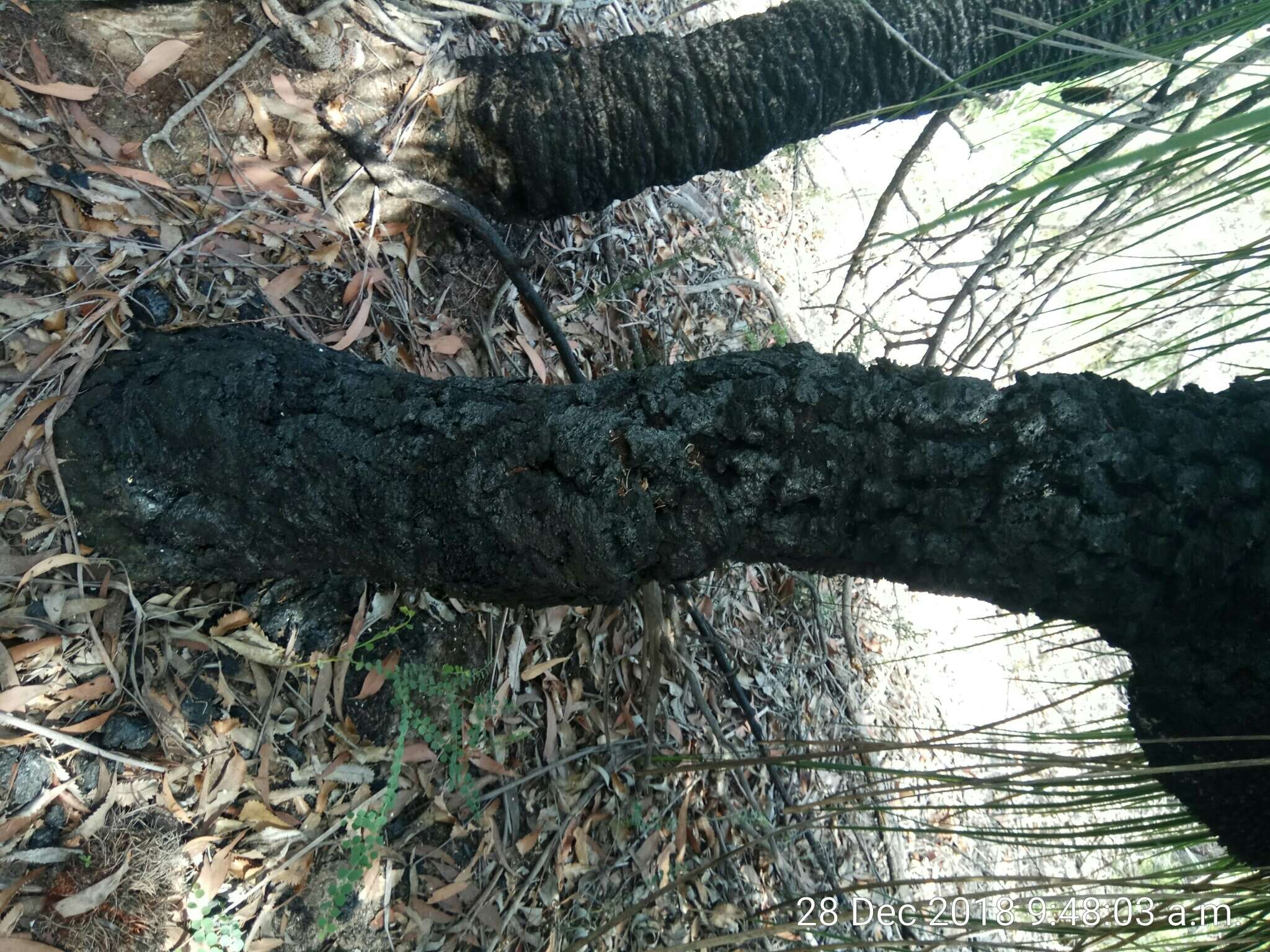 Image of Xanthorrhoea arborea R. Br.