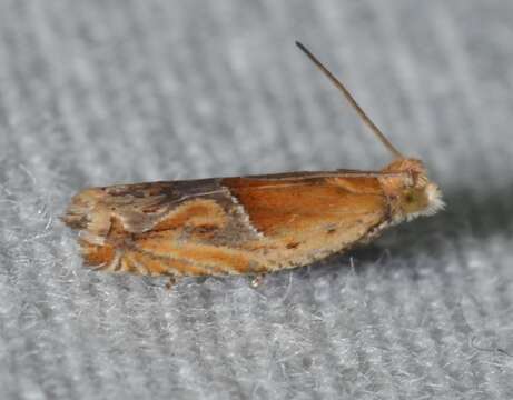 Image of Moth