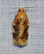 Image of Fruit-Tree Leafroller Moth