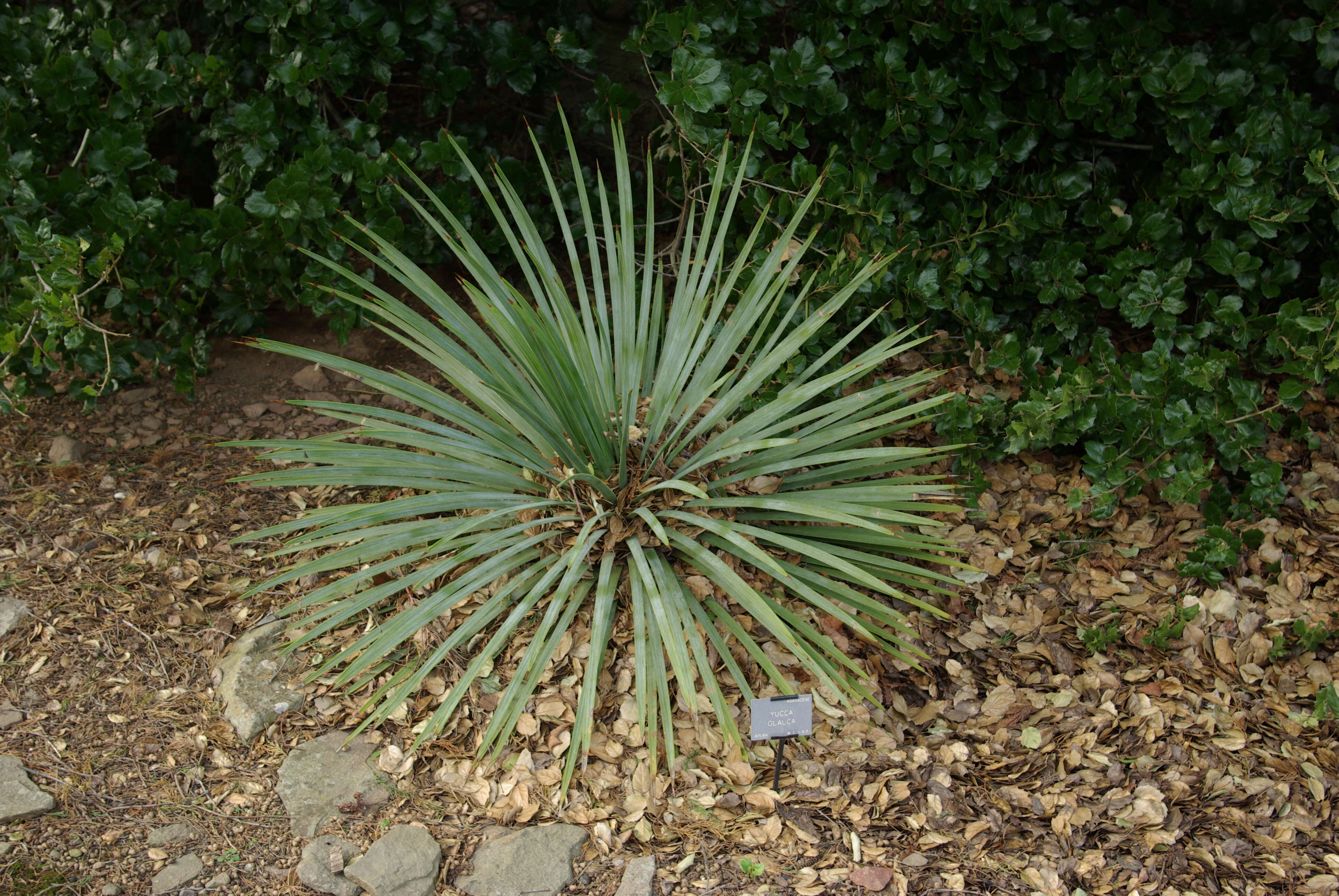 Sivun Yucca glauca Nutt. kuva