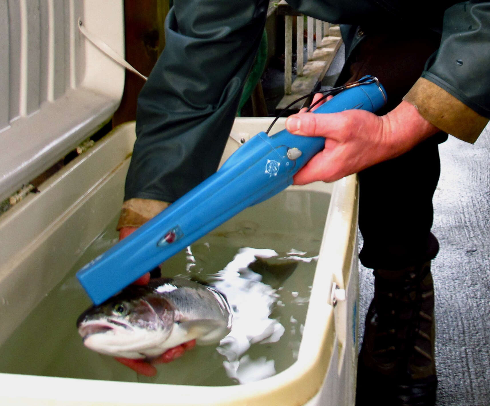 Image of Rainbow Trout