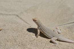 Image of Coachella Valley Fringe-toed Lizard