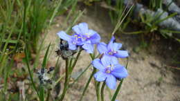 Image of Aristea africana (L.) Hoffmanns.