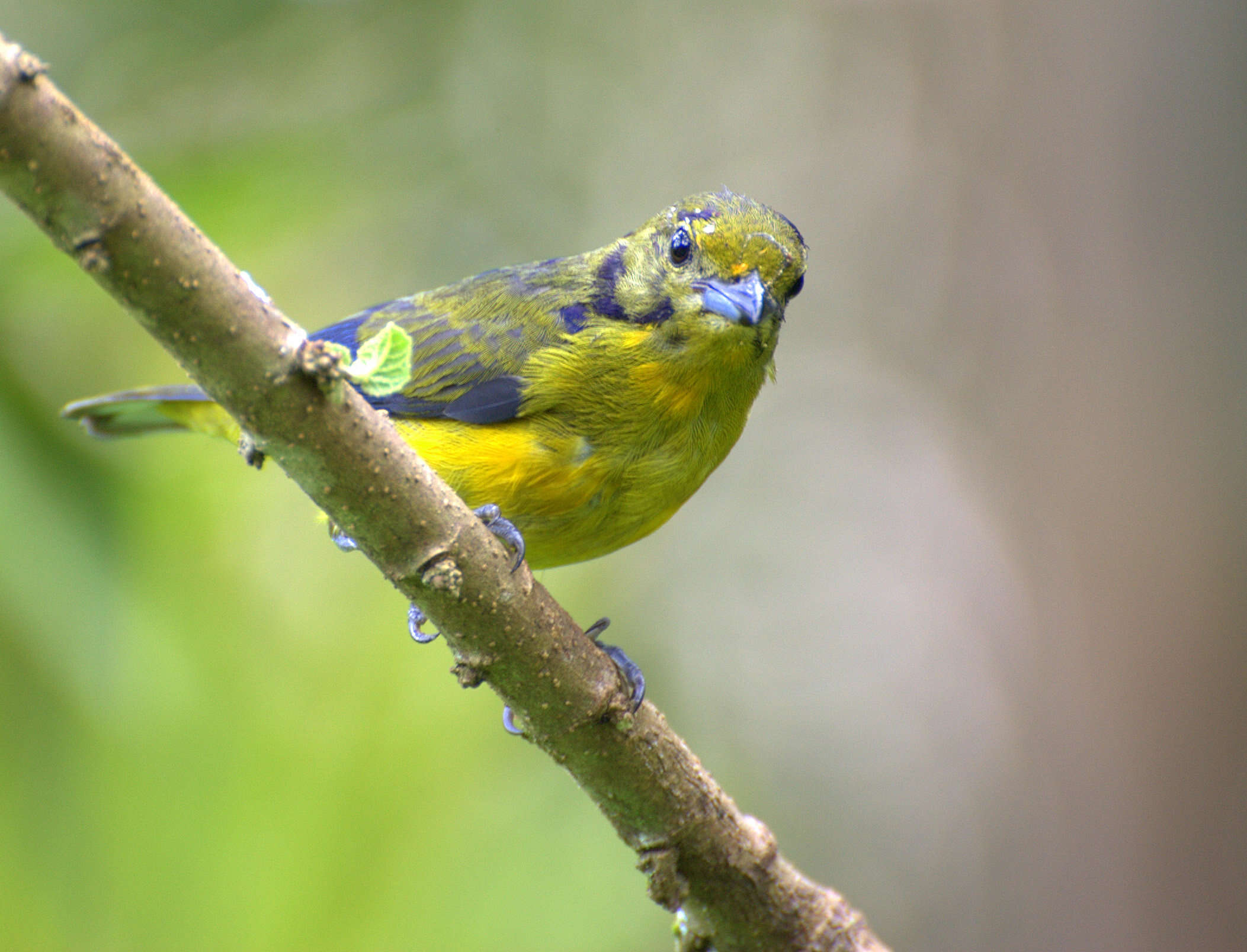 Euphonia violacea (Linnaeus 1758)的圖片