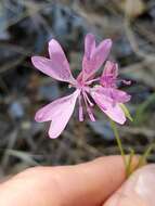 Plancia ëd Clarkia biloba subsp. australis F. H. Lewis & M. E. Lewis