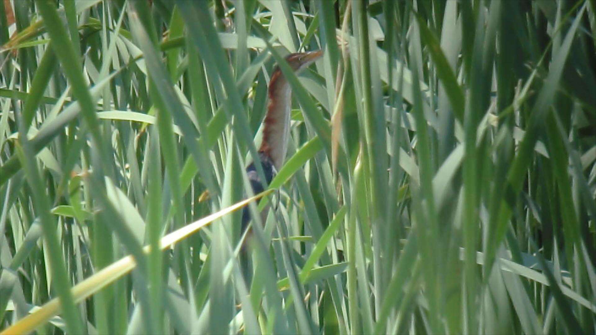 Image of Least Bittern